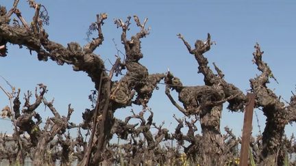 Gard : des vignobles entiers de Camargue frappés par le gel (France 3)