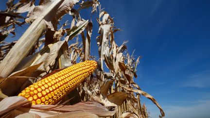 La chenille en question arrivée en Afrique&nbsp;probablement "via les vols commerciaux directs" reliant l'Afrique à l'Amérique du Nord ou du Sud, selon&nbsp;le Centre international pour l'agriculture et les biosciences. (JIM YOUNG / REUTERS)