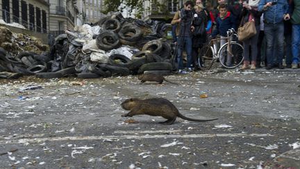 L'un des ragondins maltrait&eacute;s devant la pr&eacute;fecture de Nantes (Loire-Atlantique) par des agriculteurs en col&egrave;re, le 5 novembre 2014. (MAXPPP)