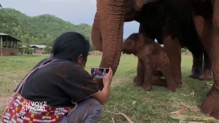 Envoyé spécial. En Thaïlande, elle sauve les éléphants maltraités des centres pour touristes (ENVOYÉ SPÉCIAL  / FRANCE 2)