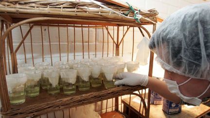 Santiago du Chili, le 18 juillet 2006. Laboratoire de fabrication de petits fromages magiques, appelés à devenir une crème de beauté.
 (AFP PHOTO/ CLAUDIO POZO)