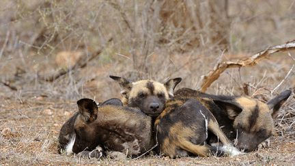 Au Kenya, "le lycaon avait disparu depuis les années 1980 de la région de Laikipia. Mais à la surprise générale, il est y revenu au début des années 2000. En quinze ans, l’espèce a même prospéré: 300 à 400 chiens sauvages promènent aujourd’hui leur museau couleur cendre à l’ombre du mont Kenya", raconte le journal "Le Monde". A Laikipia, quatre meutes sont équipées d’un collier radio permettant de les localiser à distance. Les touristes viennent dorénavant observer les chiens sauvages autant que les éléphants ou les léopards. L’espèce constitue désormais une manne financière. (B./HORIZONFEATURES/LEEMAGE/AFP)