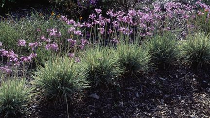 Tulbaghia Violacea. (GETTY IMAGES)