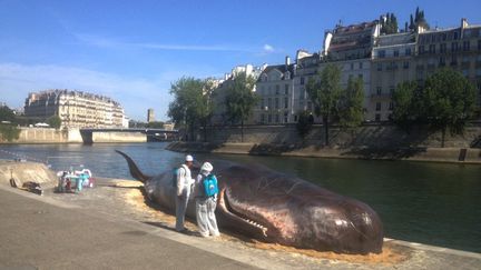 Le faux cétacé a été déposé par un collectif d'artistes belges, dans la nuit de jeudi à vendredi, à proximité de Notre-Dame de Paris.&nbsp; (Laurine Benjebria)