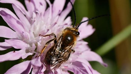 &nbsp; (Dans la nature, de nombreuses plantes, considérées malheureusement comme mauvaises herbes, sont cependant très utiles aux abeilles. © Maxppp)