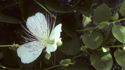 Câprier épineux en fleurs.&nbsp; (LEEMAGE VIA AFP)