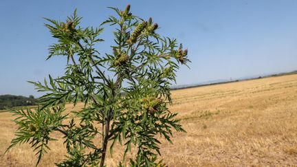 Un plant d'ambroisie, plante pouvant engendrer de sévères allergies, au bord d'un champ, dans l'Isère, le 30 juillet 2020. (MAXPPP)