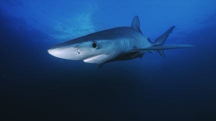 Une plage de&nbsp;la Teste-de-Buch, dans le bassin d'Arcachon (Gironde), a été fermée le 21 août 2019 à cause de la présence d'un requin bleu. (MAXPPP)