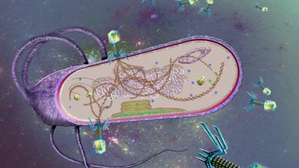 Illustration&nbsp;des virus phages.&nbsp; (KEITH CHAMBERS/SCIENCE PHOTO LIB / KCH)