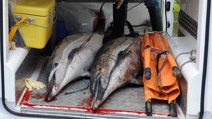 A La Rochelle, un employé de l'observatoire Pelagis&nbsp;pour l'observation et&nbsp;la conservation des mammifères et oiseaux marins transporte deux dauphins retrouvés échoués sur les côtes de Charente-Maritime,&nbsp;le 5 février 2017. (XAVIER LEOTY / AFP)