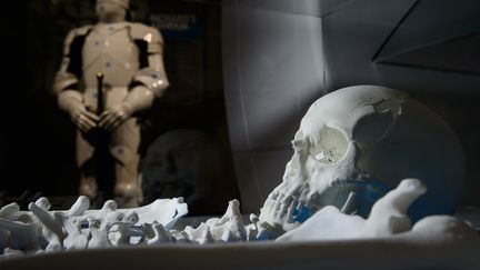 Une r&eacute;plique du squelette de Richard III&nbsp;retrouv&eacute; sous un parking est expos&eacute;e &agrave; Leicester (Royaume-Uni), le 24 juillet 2014.&nbsp; (LEON NEAL / AFP)