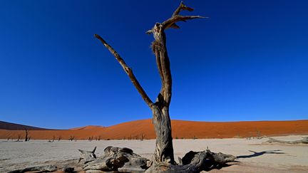 Cet arbre mort est un&nbsp;acacia&nbsp;du désert, vieux de plus de 900 ans. Il n'est pas pétrifié mais son bois trop sec ne se décompose pas. (MATTHIAS TOEDT / DPA-ZENTRALBILD / DPA PICTURE-ALLIANCE)