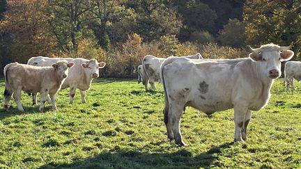 Les vaches sont responsables d'un tiers des émissions mondiales de méthane. (SOPHIE PERETTI / FRANCE BLEU CREUSE)