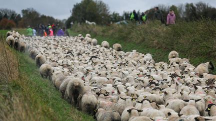 Une transhumance de moutons à Mons-Boubert, dans la Somme, le 12 novembre 2023. (CRUZ / MAXPPP)