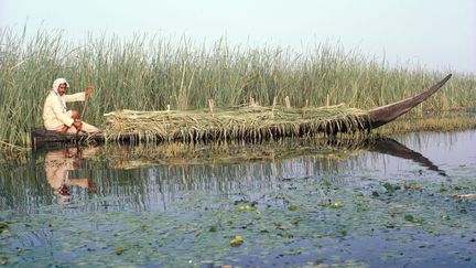 Dans les marais du sud de l'Irak, le canot, dont la forme remonte à l'antiquité, est le principal moyen de déplacement. Ici, un homme collecte des roseaux. Ces plantes ont un rôle primordial pour la survie dans cet environnement difficile. (Victoria Theakston / Robert Harding Patrimoine / robertharding)