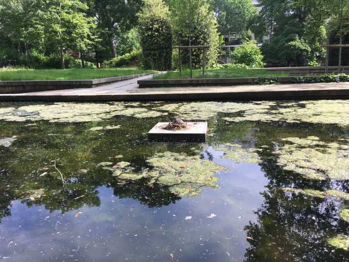 Une poule d'eau couve&nbsp;en plein milieu d'un plan d'eau&nbsp;dans le parc de Bercy dans le 12e arrondissement de Paris, fermé au public en raison du confinement, le 8 mai 2020. (FARIDA NOUAR / RADIO FRANCE)