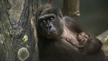 Koola, une femelle gorille &acirc;g&eacute;e de 18 ans tient dans ses bras son b&eacute;b&eacute; n&eacute; au zoo de Brookfield (Illinois, Etats-Unis), le 6 novembre 2013. (SCOTT OLSON / GETTY IMAGES)