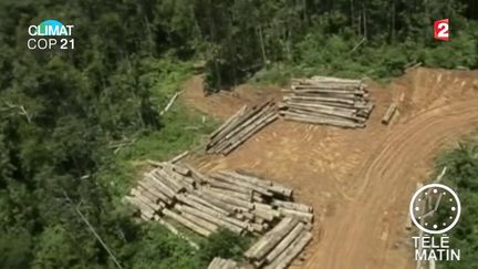 COP 21 : comment mieux protéger les forêts