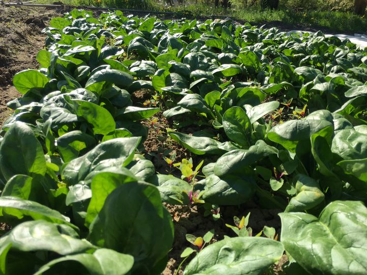 Un champ d'épinard cultivé par Laurent Berrurier (Laurent Mariotte / Radio France)