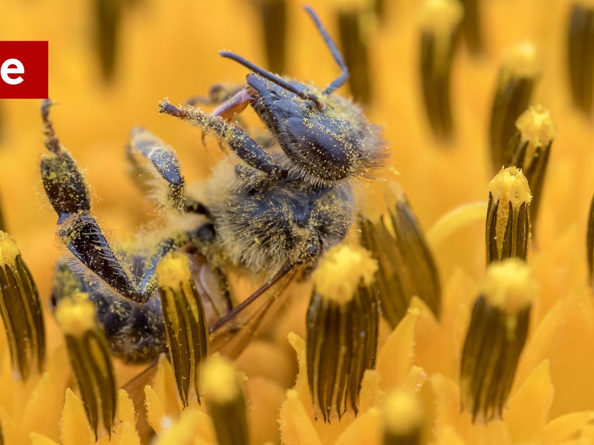 Le Vrai Du Faux Non Albert Einstein N Est Pas L Auteur D Une Phrase Connue Sur Les Abeilles