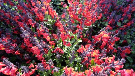 Les sauges à petites feuilles fleurissent de juin jusqu'aux gelées.&nbsp; (ISABELLE MORAND / RADIO FRANCE / FRANCE INFO)