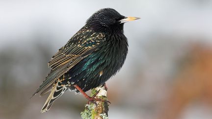 Un étourneau sansonnet mâle (Sturnus vulgaris) avec des plumes d'hiver sur une branche morte. (photo d'illustration). (SIMON LUC / MAXPPP)