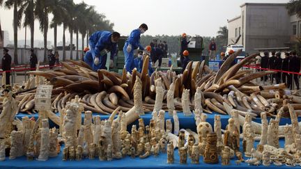 A Dongguan, dans la province de Guangdong (Chine), les autorit&eacute;s chinoises ont d&eacute;truit 6,2 tonnes d'ivoire, sous forme de d&eacute;fenses ou transform&eacute; en objets d'art, le 6 janvier 2014.&nbsp; ( REUTERS)