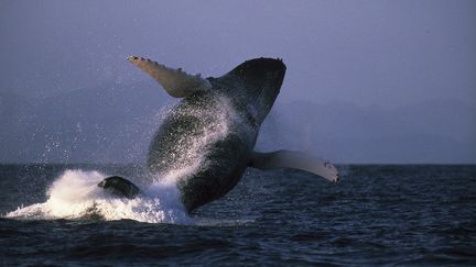 États-Unis : un pêcheur mangé puis recraché par une baleine