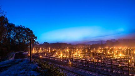 La technique des bougies dans les vignes pour lutter contre les gelées printanières (illustration). (BARCROFT MEDIA / BARCROFT MEDIA VIA GETTY IMAGES)