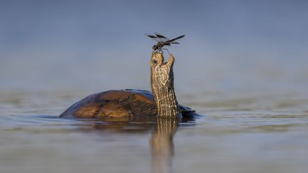 "La tortue heureuse" : ce cliché de Tzahi-Finkelstein montre une tortue des marais, comme surprise et souriant à la libellule qui vient de se poser sur son nez. (TZAHI-FINKELSTEIN)