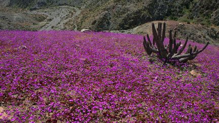 Le désert d'Atacama, le plus aride de la planète, recouvert d'un tapis de fleurs, le 5 novembre 2011. (ANTOINE LASSAGNE / AFP)