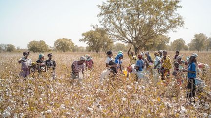 Récolte du coton dans la région de Kita, au Mali, le 17 janvier 2022. Le premier producteur d'Afrique, qui exporte la totalité de ses récoltes sous forme de coton brut, s'inquiète de la fermeture des frontières décrétée par la Cédéao. (FLORENT VERGNES / AFP)