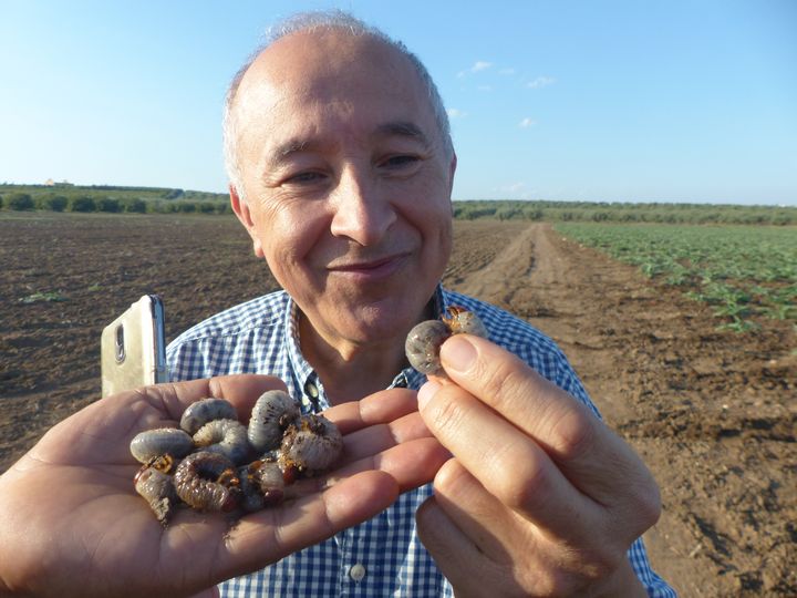 Abdelmajid Mahjoub, directeur général des Moulins Mahjoub, admirant des vers gros et gras&nbsp; le 17 octobre 2019 : "Comme c'est beau ! Cela prouve la bonne santé de la terre. C'est le résultat de notre travail. N'oubliez pas de photographier ça !" Vœu exaucé...

u (FTV - Laurent Ribadeau Dumas)