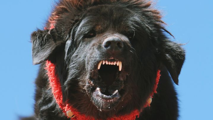 Un mastiff du Tibet, dans une version plus fid&egrave;le &agrave; la race d'origine. (PITALEV ILIYA / RIA NOVOSTI)