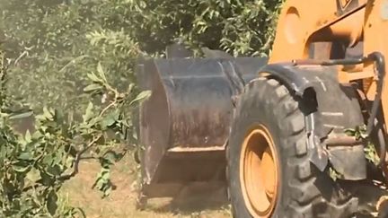 Colère des arboriculteurs (FRANCE 3)