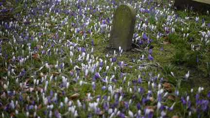 Dans le cimeti&egrave;re de Knutsford (Royaume-Uni), le 19 mars 2013. (PHIL NOBLE / REUTERS)