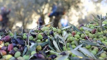 Bouches-du-Rhône : de l’huile d’olive produite en famille depuis vingt-cinq ans