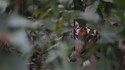 Tigre du Bengale : un roi protégé par l'armée