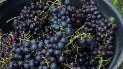 Les équipes de France Télévisions ont posé leurs caméras pour une semaine au Bugey, dans l'Ain. Mardi 19 octobre, elles se rendent dans un vignoble et auprès de ceux qui soignent la forêt.&nbsp;
 (CAPTURE ECRAN FRANCE 2)