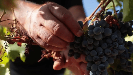 La prévision de production viticole 2024 est de -18% sur un an selon le ministère de l'Agriculture. Un recul qui s'explique par le gel et la pluie pendant la floraison. En cette période de vendanges, la tendance à la baisse se confirme, notamment dans l'Aude.