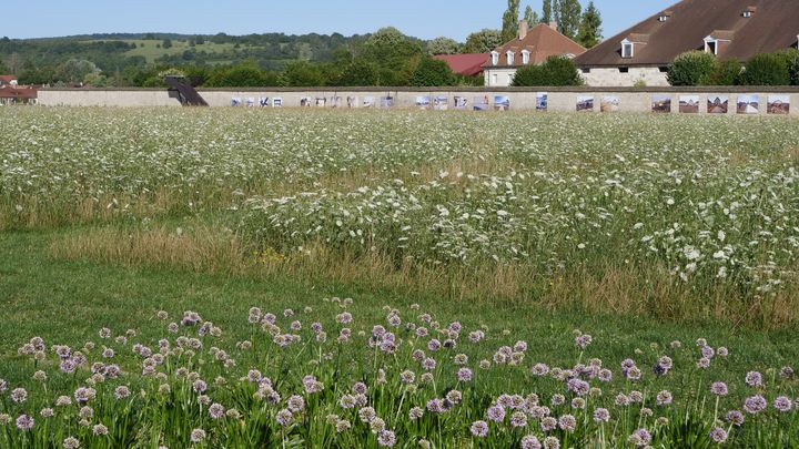 La nuit, la colonie de chauves-souris vient se nourrir dans la prairie de carottes sauvages.&nbsp; (ISABELLE MORAND / RADIO FRANCE / FRANCE INFO)