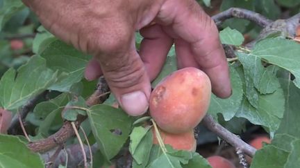 Orages : de lourdes pertes chez les agriculteurs du Gard (France 3)