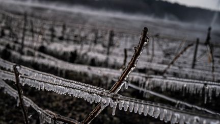 Des vignes gelées près de Chablis, le 7 avril 2021. (JEFF PACHOUD / AFP)