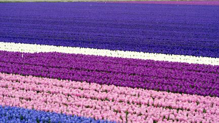 Un champ de tulipes en fleurs &agrave; Liss (Pays-Bas), le 1er avril 2014. (MAXPPP)