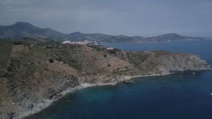 Méditerranée : la réserve de Banyuls, refuge sous-marin pour des centaines d'espèces