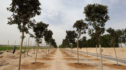 L'un des espaces de la pépinière créée pour les arbres et le gazon de la prochaine Coupe du monde 2022 au Qatar, le 22 février 2018. (KARIM JAAFAR / AFP)