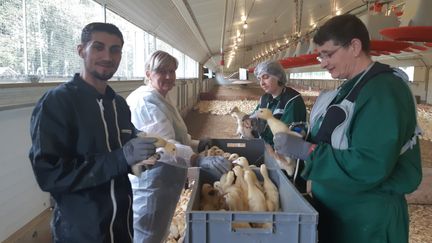 Vaccination contre la grippe aviaire dans un élevage d'Eyres Moncube (Landes), septembre 2023 (SOLENNE LE HEN / FRANCEINFO / RADIO FRANCE)