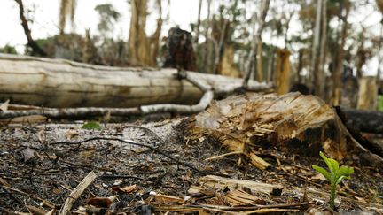 Les scientifiques indiquent qu'en un demi-si&egrave;cle, la population de la r&eacute;gion de l'Amazonie au Br&eacute;sil est pass&eacute;e de 6 &agrave; 25 millions de personnes, entra&icirc;nant une d&eacute;forestation qui porterait attente &agrave; l'effet de serre. (RUNO KELLY / AMAZONASPRESS / REUTERS)