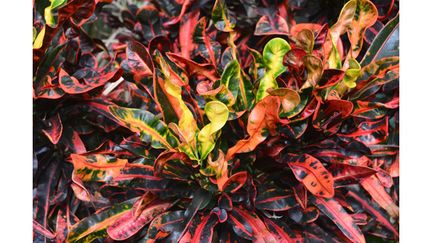 &nbsp; (Les crotons, arbustes tropicaux © Fotolia)