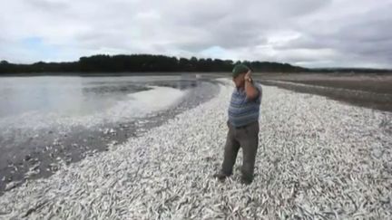 Chili : une  "marée rouge" cause la mort de millions de poissons